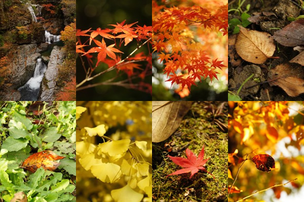  紅葉の滝や柿の葉、落ち葉などの無料写真素材