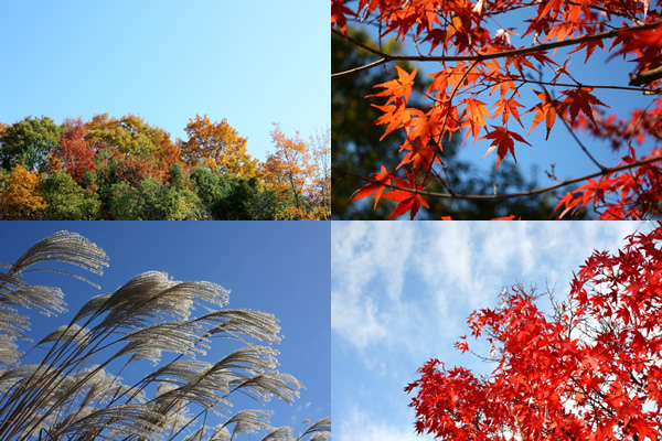 秋のフリー写真（somephoto）